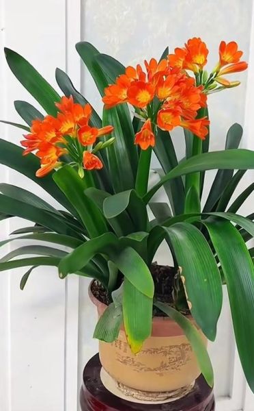 春节摆什么花招财_旺财运花卉推荐