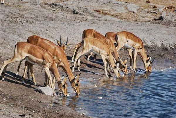 梦到被鹿追是什么意思_被鹿追的梦境解析