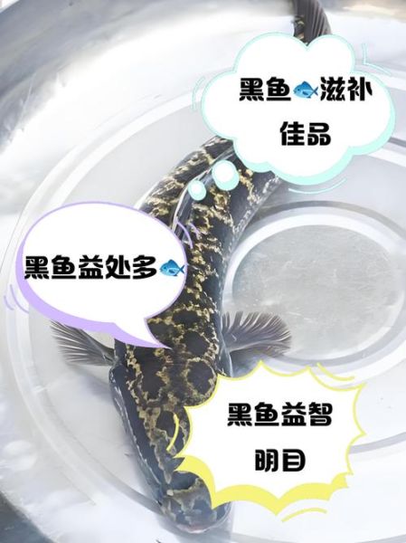 掉到黑鱼财运怎样_黑鱼招财还是破财