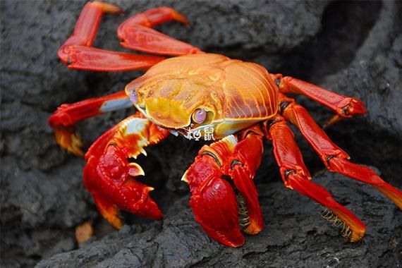 怀孕梦到螃蟹_胎梦预示什么