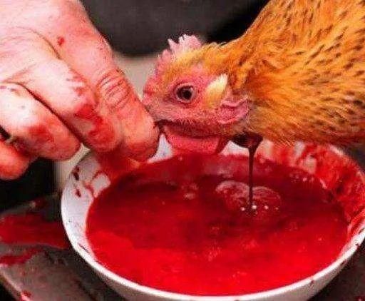 梦到别人杀鸡见血_有什么预兆