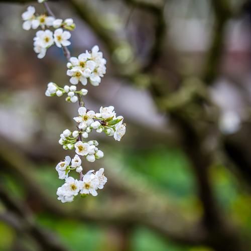 梦到春游是什么意思_春游梦境解析