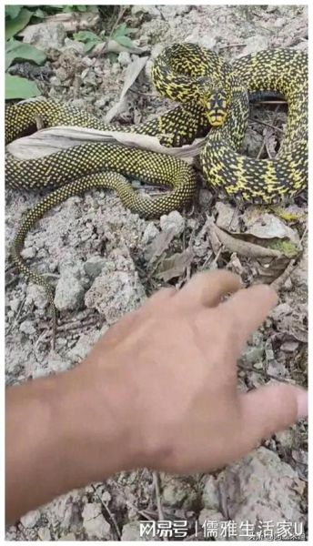 梦到黄花蛇是什么意思_黄花蛇咬人预示什么