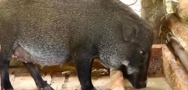 孕妇梦到野猪什么预兆_孕妇梦见野猪是生男生女