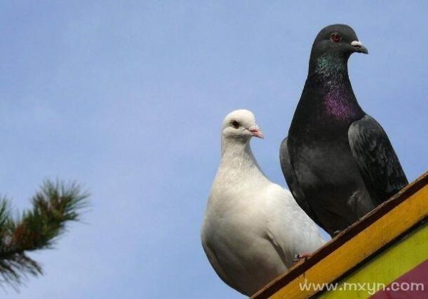 梦到逮鸽子是什么意思_如何解梦