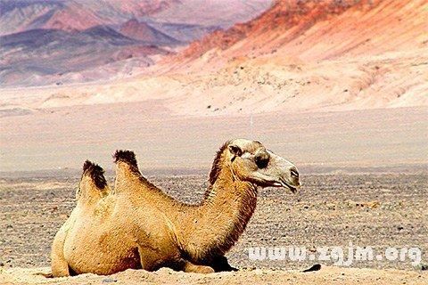 梦到骆驼是什么意思_骆驼在梦里预示什么