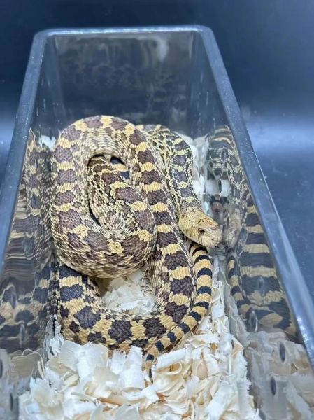 蛇与牛合作财运怎么样_蛇牛合伙做生意赚钱吗