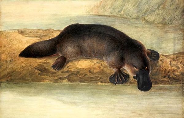 梦到鸭嘴兽是什么意思_鸭嘴兽梦境解析