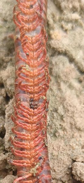 梦到虫吃脚是什么意思_梦到虫吃脚怎么破解