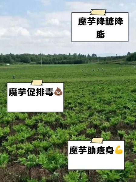 梦到魔芋是什么意思_魔芋在梦境中的象征