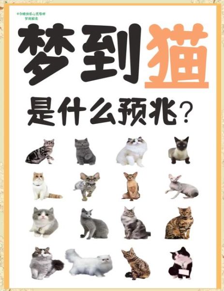 梦到抱起猫是什么意思_梦到抱起猫预示什么