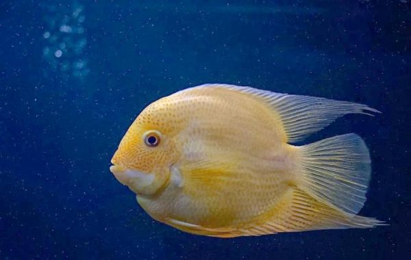 梦到天上掉鱼是什么意思_梦到鱼从天上掉下来预示什么