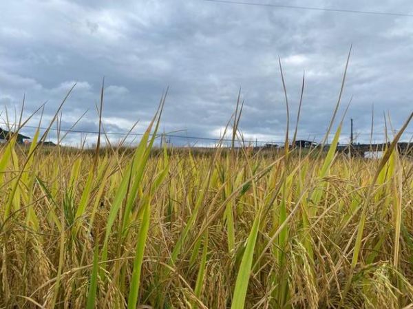 梦到谷子是什么意思_梦到谷子预示什么