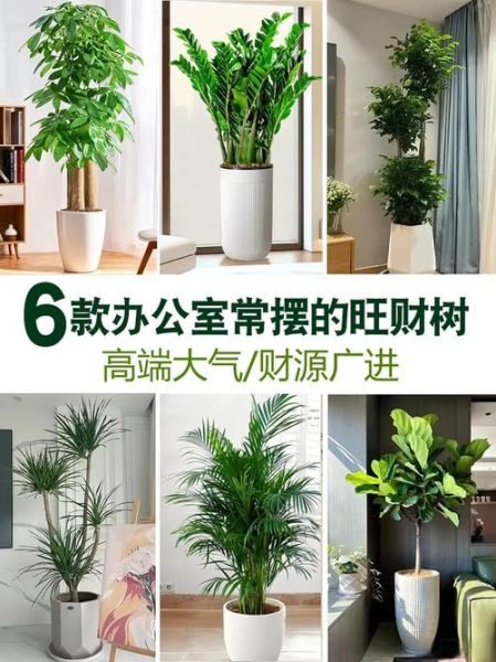 财运树有哪些_财运树摆放禁忌