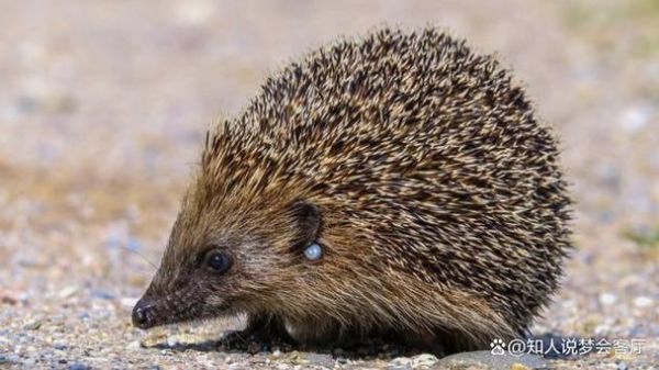 梦到刺猬是什么预兆_梦见刺猬咬我好不好