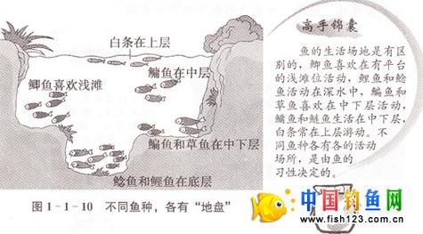 梦到钓浑鱼是什么意思_钓浑鱼梦境解析