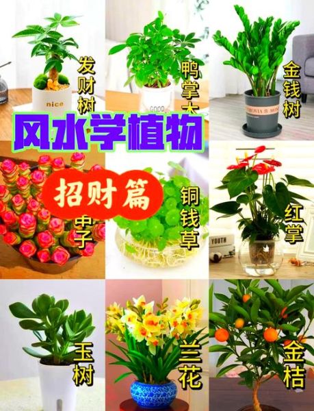 什么植物可以增加财运_招财植物怎么摆放